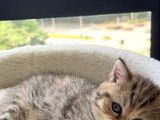 Ayı Surat Golden Tabby Ve Golden Black