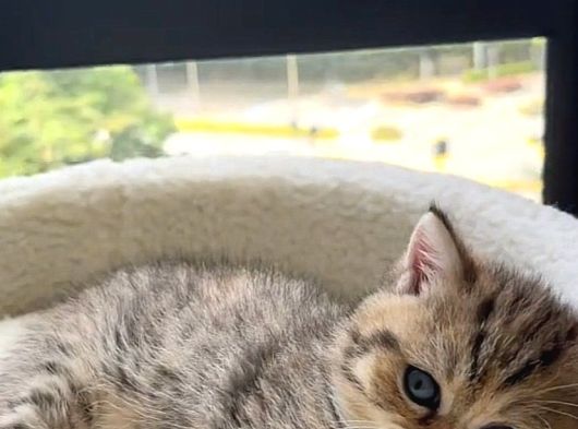 Ayı Surat Golden Tabby Ve Golden Black görsel