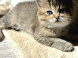 Ayı Surat Golden Tabby Ve Golden Black