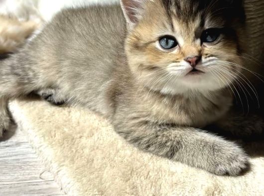 Ayı Surat Golden Tabby Ve Golden Black görsel