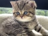 Ayı Surat Golden Tabby Ve Golden Black