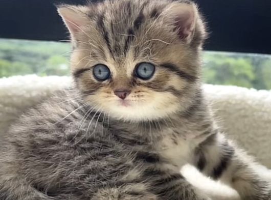 Ayı Surat Golden Tabby Ve Golden Black görsel