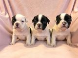 Maskeli French bulldog Yavruları