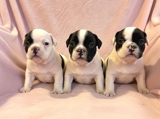 Maskeli French Bulldog Yavruları