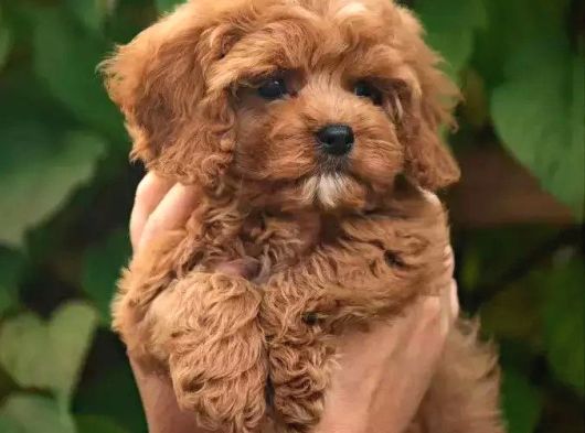 SÜPER KALİTE MALTİPOO YAVRULARIMIZ