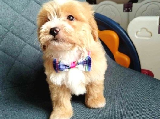 Süper Kali̇te Malti̇poo Yavrularimiz görsel