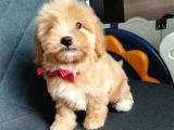 Süper Kali̇te Malti̇poo Yavrularimiz