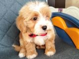 Süper Kali̇te Malti̇poo Yavrularimiz
