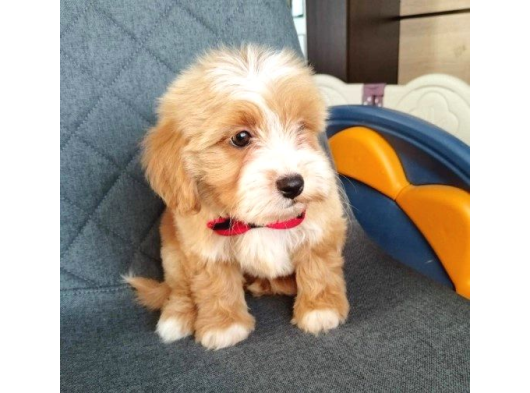 Süper Kali̇te Malti̇poo Yavrularimiz görsel