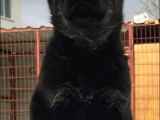 Alman Çoban Kısa Tüy A Kalite Anne Babadan Son 2 Yavu