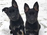 Alman ÇOBAN Kısa Tüy A Kalite Anne Babadan son 2 Yavu