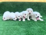 A KALİTE BEMBEYAZ MALTESE TERRİER YAVRULAR