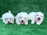 BEMBEYAZ ORJİNAL MALTESE TERRİER YAVRULAR