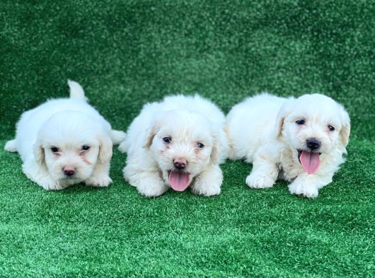 Bembeyaz Orji̇nal Maltese Terri̇er Yavrular