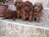 Mükemmel Toy Poodle Yavrularımız
