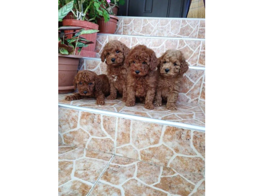 Mükemmel Toy Poodle Yavrularımız görsel