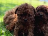 Mükemmel Toy Poodle Yavrularımız