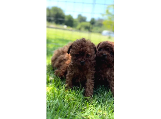 Mükemmel Toy Poodle Yavrularımız görsel