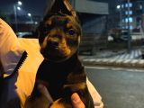 King Doberman