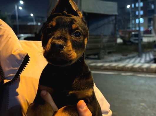 King Doberman