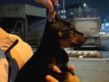 King Doberman