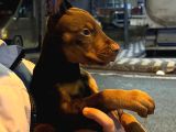 King Doberman