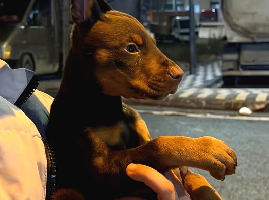 King Doberman görsel