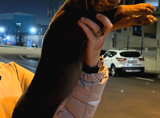 King Doberman görsel