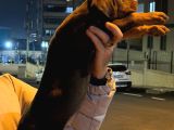 King Doberman