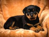 Secereli Soy Koca Kafa Rottweiler Yavrular