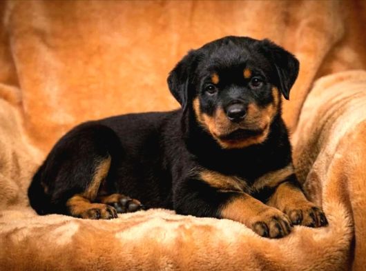 Secereli Soy Koca Kafa Rottweiler Yavrular görsel