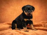 Secereli soy koca kafa rottweiler yavrular
