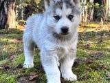 Sibirya kurdu husky yavrular