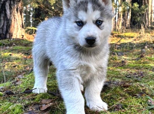 Sibirya Kurdu Husky Yavrular