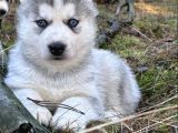 Sibirya Kurdu Husky Yavrular