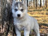 Sibirya Kurdu Husky Yavrular