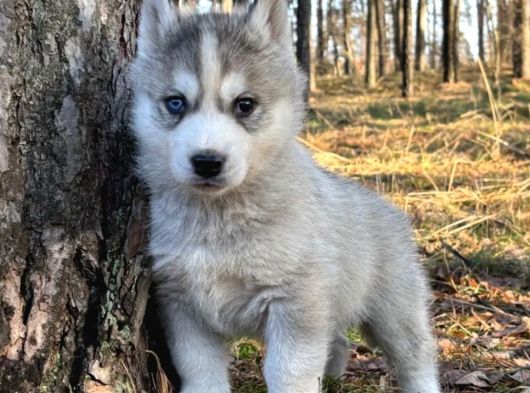 Sibirya Kurdu Husky Yavrular görsel