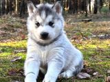 Sibirya Kurdu Husky Yavrular