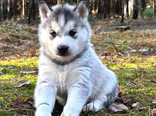 Sibirya Kurdu Husky Yavrular görsel