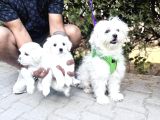 Türkiyenin En Güzel Maltese Bebekleri