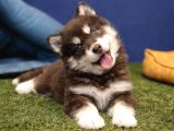 Alaska Malamute  Alaska Kurdu  Yavruları