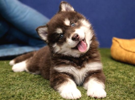 Alaska Malamute  Alaska Kurdu  Yavruları