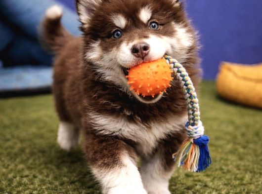 Alaska Malamute  Alaska Kurdu  Yavruları görsel