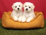 Pamuk Gibi Maltese Terrier Yavrularımız