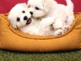 Pamuk Gibi Maltese Terrier Yavrularımız