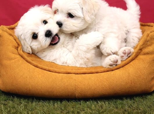 Pamuk Gibi Maltese Terrier Yavrularımız görsel