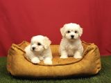 Pamuk Gibi Maltese Terrier Yavrularımız