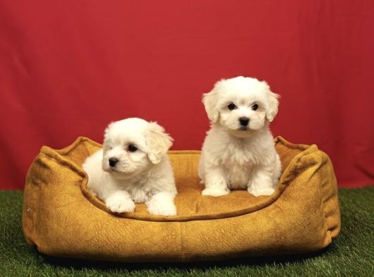 Pamuk Gibi Maltese Terrier Yavrularımız görsel