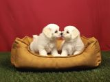 Pamuk Gibi Maltese Terrier Yavrularımız