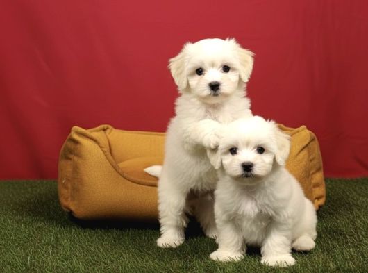 Pamuk Gibi Maltese Terrier Yavrularımız görsel